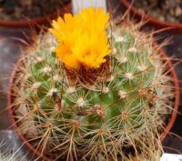 Parodia comarapana