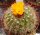 Parodia comarapana