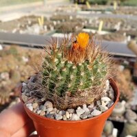Parodia formosa FR 735