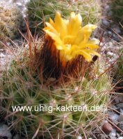 Parodia formosa FR 735