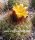 Parodia formosa FR 735