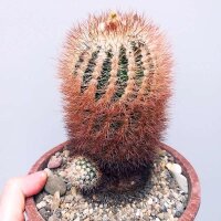 Parodia gracilis aff.