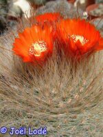 Parodia herzogii ZJ 214
