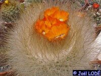 Parodia herzogii ZJ 214