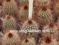 Parodia krahnii WK 168