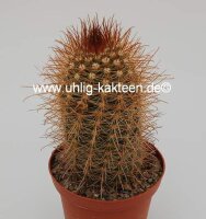 Parodia krahnii WK 168