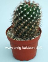 Parodia laui L 322