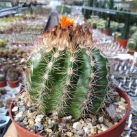 Parodia mairanana