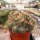 Parodia mairanana