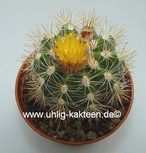 Parodia miguillensis