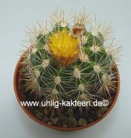 Parodia miguillensis