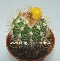 Parodia miguillensis
