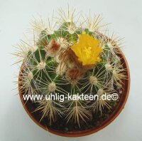 Parodia miguillensis