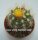 Parodia miguillensis
