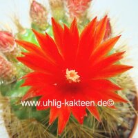 Parodia penicillata