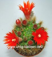 Parodia penicillata