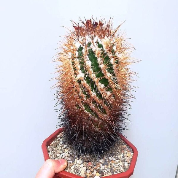 Parodia suprema