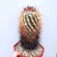 Parodia suprema