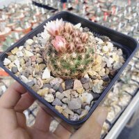 Pediocactus simpsonii-Hybr. (dw)