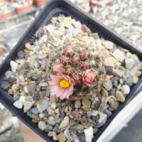 Pediocactus simpsonii-Hybr. (dw)