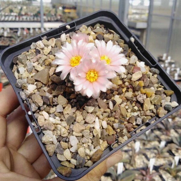 Pediocactus knowltonii CITES, not outside EU (dw)