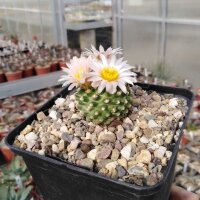 Pediocactus knowltonii CITES, not outside EU (dw)