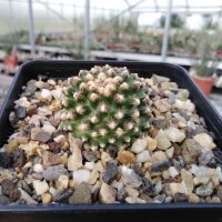 Pediocactus knowltonii CITES, not outside EU (dw)