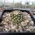 Pediocactus knowltonii CITES, not outside EU (dw)