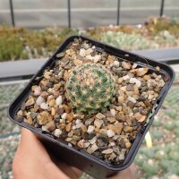 Pediocactus knowltonii X bradyi CITES, not outside EU (dw)