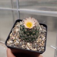 Pediocactus simpsonii (dw)