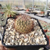 Pediocactus simpsonii (dw)
