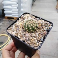 Pediocactus bradyi CITES, not outside EU (dw)