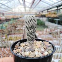 Pelecyphora aselliformis CITES, not outside EU