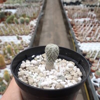 Pelecyphora aselliformis CITES, not outside EU