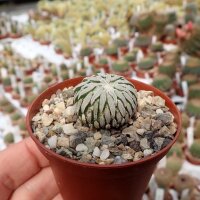 Pelecyphora aselliformis CITES, not outside EU