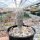 Pelecyphora aselliformis CITES, not outside EU