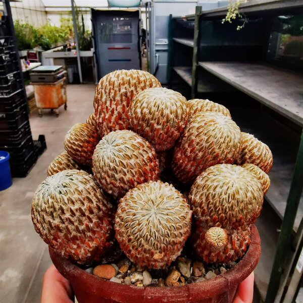 Pelecyphora aselliformis XL CITES, not outside EU