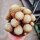 Pelecyphora aselliformis XL CITES, not outside EU