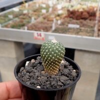 Pelecyphora strobiliformis CITES, not outside EU