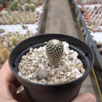 Pelecyphora strobiliformis CITES, not outside EU