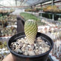 Pelecyphora strobiliformis CITES, not outside EU