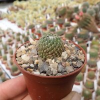 Pelecyphora strobiliformis CITES, not outside EU