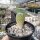 Pelecyphora strobiliformis CITES, not outside EU