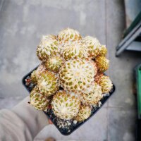 Pelecyphora strobiliformis XL CITES, not outside EU