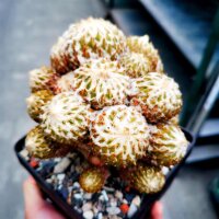 Pelecyphora strobiliformis XL CITES, not outside EU