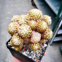Pelecyphora strobiliformis XL CITES, not outside EU