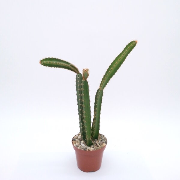 Peniocereus cuixmalensis L 767