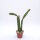Peniocereus cuixmalensis L 767