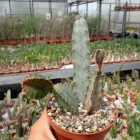 Peniocereus maculatus