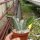 Peniocereus maculatus